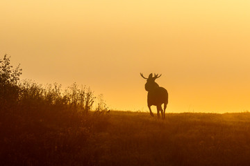 Bull moose in silhouette against dawn light