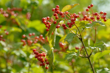 Red ripe berries of viburnum. A branch of red viburnum in the garden or in the forest. Autumn berry, colorful natural background. Wallpaper or image for design with viburnum. Guelder rose.