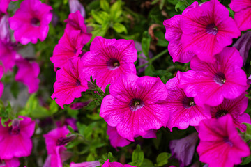Close-up of pink petunia flowers on green background out of focus horizontally