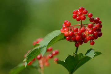 Obraz premium Red ripe berries of viburnum. A branch of red viburnum in the garden or in the forest. Autumn berry, colorful natural background. Wallpaper or image for design with viburnum. Guelder rose.