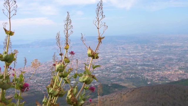 Plants on the slopes of the vesuvio volcano in Ercolano, Italy