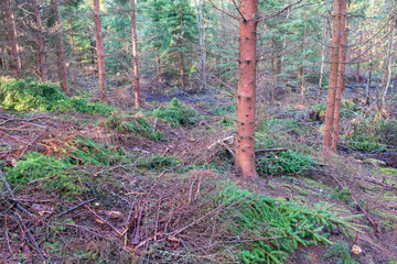 Thinned spruce forest in summer