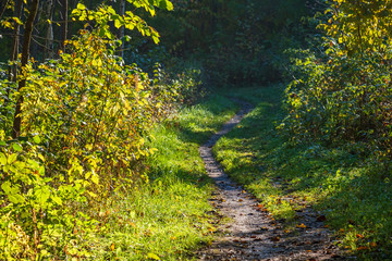 Nature trail in autumn in the forest