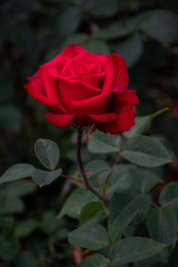 Rote Rose