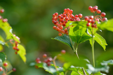 Red ripe berries of viburnum. A branch of red viburnum in the garden or in the forest. Autumn berry, colorful natural background. Wallpaper or image for design with viburnum. Guelder rose.