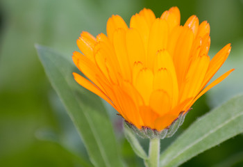 Orange Blume