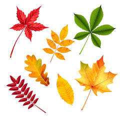 Fototapeta na wymiar Set of vector Autumn leaves on a white background, for decoration.