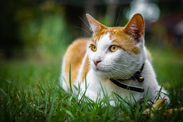 Cat sitting on the grass 