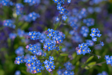 Colorful forget me not flowers are blooming under bright sunshine day