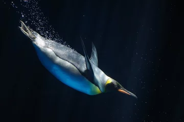 Fotobehang Onderwater keizerspinguïns © snowdrop