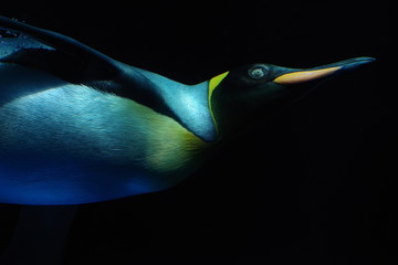 水中の皇帝ペンギン © snowdrop