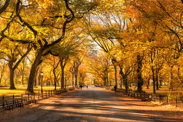 Colorful Central Park in New York City during autumn season