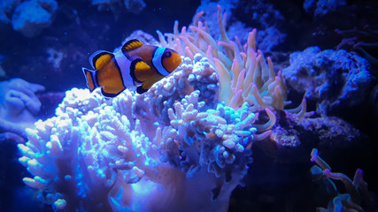 Fototapeta na wymiar Tropical Clownfish, anemonefish with corals in blue water.