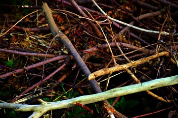 Nature and environment, cut branches are going to dry, die