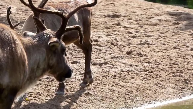 Closeup of a reindeer standing at the water side then walking past another reindeer, tropical animal specie from America