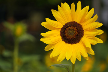 decorative sunflower flowers in sunlight, a flower with a dark middle and yellow petals. bright harbinger of autumn on a blurred background with copy space