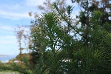 Fototapeta na wymiar Spruce, fir or pine tree branches. Blue sky on the background. Shallow depth of field.