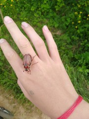 hand holding leaf