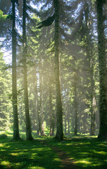 Path in the coniferous forest illuminated by the sun