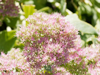 Hylotelephium spectabile - Gros plan sur Sédum remarquable ou orpin d'automne aux fleurs étoilées blanches ou rose clair en été