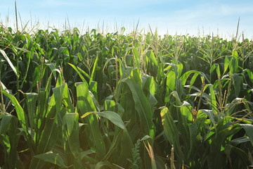 Green corn field on summer day