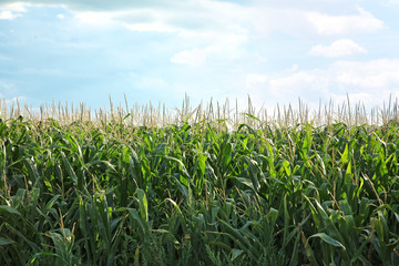 Obraz premium Green corn field on summer day
