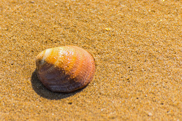 Natural sea shell lying on the sandy beach, washed by water, sunny day