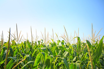 Obraz premium View of corn field on summer day