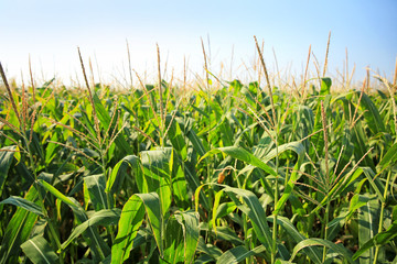 View of corn field on summer day