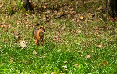 Red squirrel sitting on grass in autumn forest.