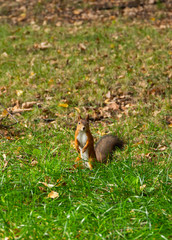 Red squirrel sitting on grass in autumn forest.