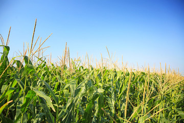 View of corn field on summer day