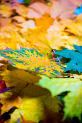 Autumn leaves background. Outdoor. Colorful backround image of fallen autumn leaves