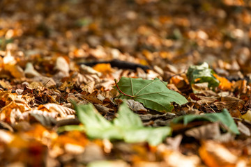 Colorful backround image of fallen autumn leaves.
