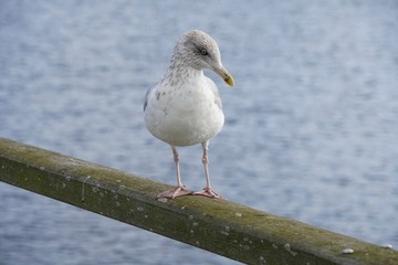 Möwe auf der Seebrücke in Haffkrug