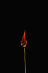 Dandelion on fire on a black background. The stage of afterburning. The fire flows beautifully...