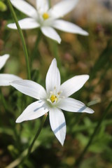 Fototapeta premium flower on green background