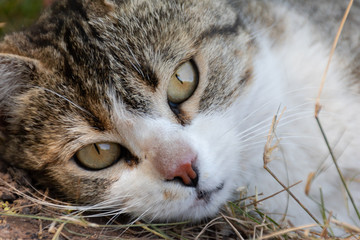Retrato de gato con ojos grandes