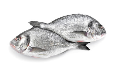 Fresh dorado fish on white background