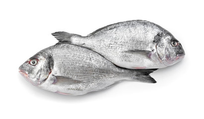 Fresh dorado fish on white background