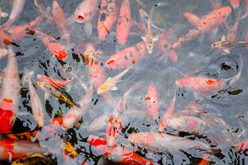 Koi carp fish.