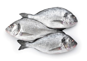 Fresh dorado fish on white background