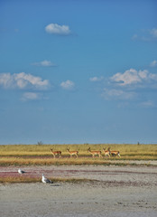the wild nature
