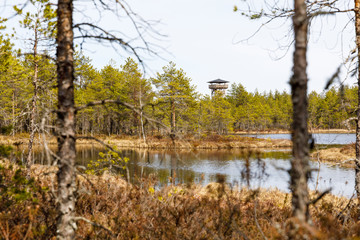 Fototapeta na wymiar Lookout tower at distance in an Estonian marsh