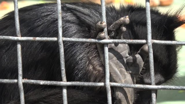Kiev Zoo, Ukraine - 4th of August 2019: 4K Close up toes and nails on leg of a primate in cage