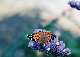 butterfly on a flower