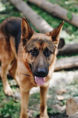Fototapeta premium german shepherd dog