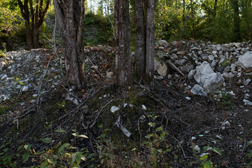 trees and stones in the forest