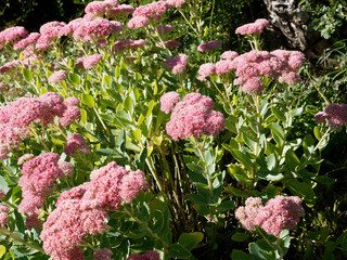 Hylotelephium spectabile - Sédum remarquable ou orpin d'automne nectarifère au petites fleurs...