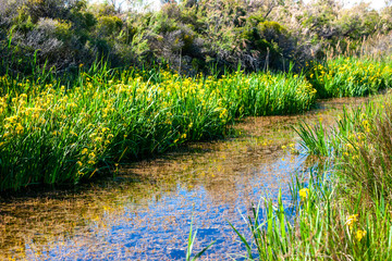 Camargue in south Provence, France